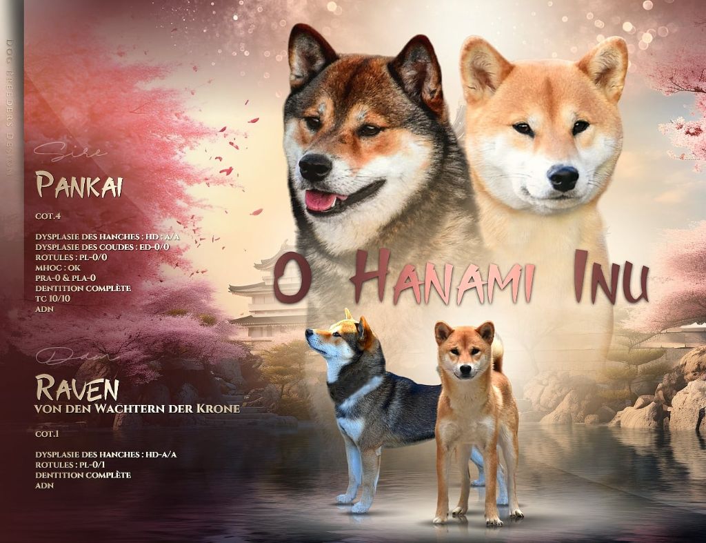 chiot Shiba O Hanami Inu