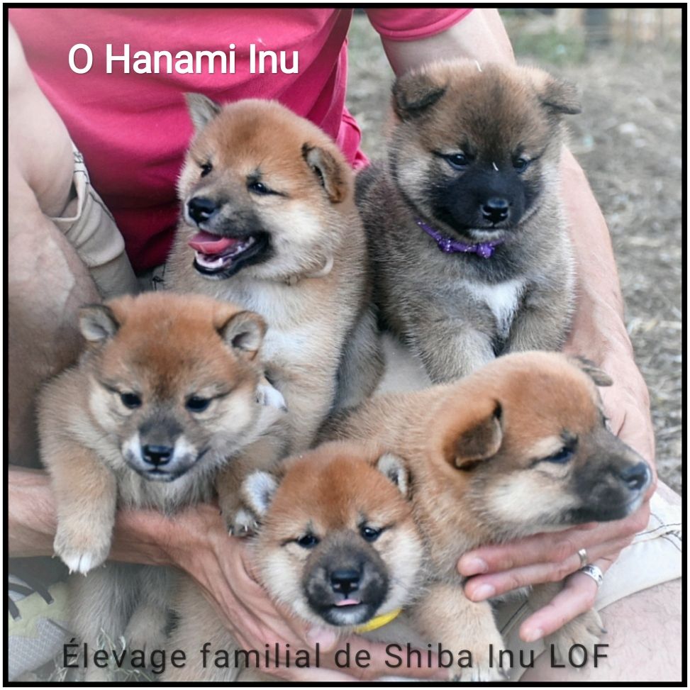 chiot Shiba O Hanami Inu