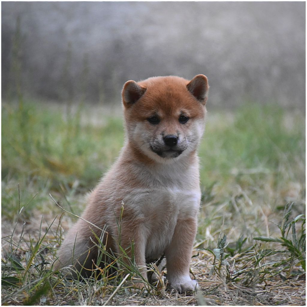 O Hanami Inu - Chiot disponible  - Shiba