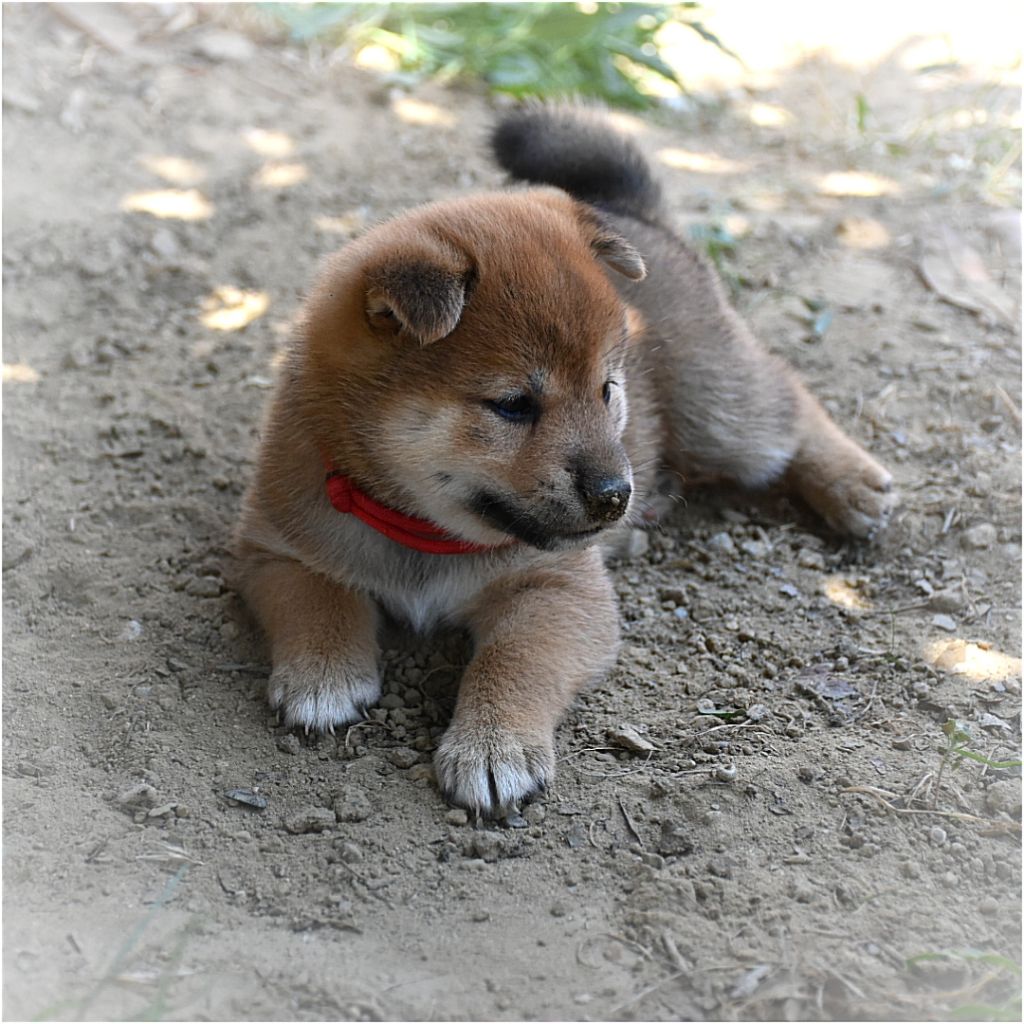 O Hanami Inu - Chiots disponibles - Shiba