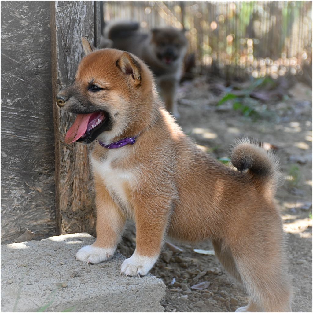 O Hanami Inu - Chiots disponibles - Shiba