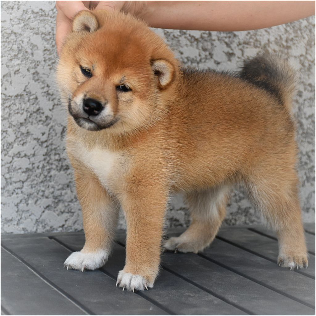 O Hanami Inu - Chiots disponibles - Shiba