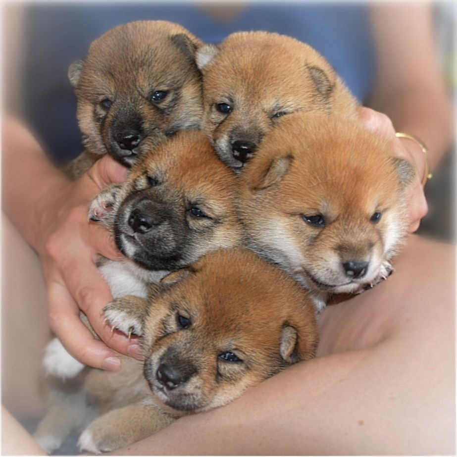 O Hanami Inu - Chiots disponibles - Shiba